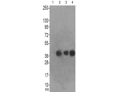 兔抗TOB1(Phospho-Ser164) 多克隆抗体