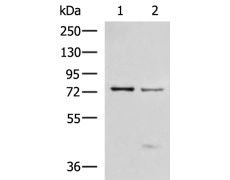 兔抗TP63多克隆抗体