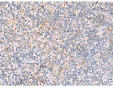 兔抗TNFSF18多克隆抗体