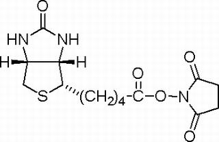 N-生物素羟基琥珀酰亚胺酯