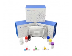 兔胃蛋白酶(Pepsin)试剂盒 (2)试剂盒