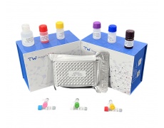 大鼠白细胞介素17A（IL-17A）试剂盒