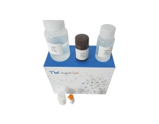蛋白质总巯基含量检测试剂盒(可见分光光度法/50T)