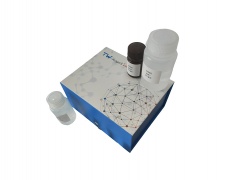 高铁螯合物还原酶(FCR)活性检测试剂盒(可见分光光度法/50T)
